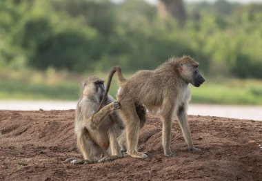 Funny baboons in Tsavo East National Park, Kenya. Baboon family in National Park in Kenya