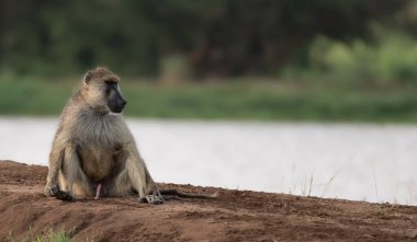 Kenya, Tsavo Doğu Ulusal Parkı 'ndaki komik babun.