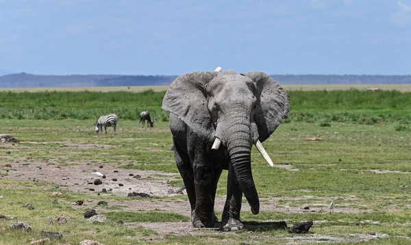 African elephant face close up, Tsavo East National Park, Kenya