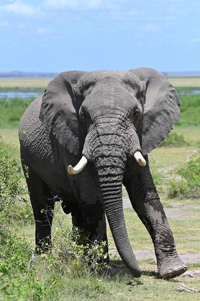 Afrikaanse Olifant Gezicht Van Dichtbij Tsavo East National Park Kenia — Stockfoto