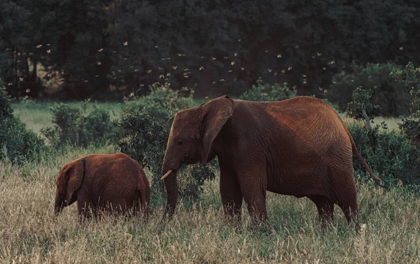 Αφρικανικό Πρόσωπο Ελέφαντα Κοντά Tsavo East National Park Κένυα — Φωτογραφία Αρχείου