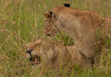 Masai Mara Milli Parkı 'nda çimlerde iki dişi aslan.
