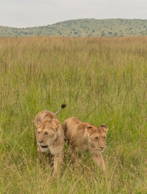 Masai Mara Milli Parkı 'nda çimlerde iki dişi aslan.