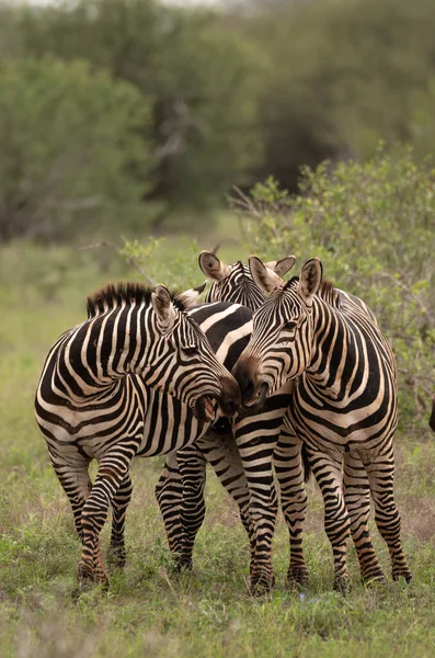 Зебра Бой Национальном Парке Масаи Мара Кения — стоковое фото