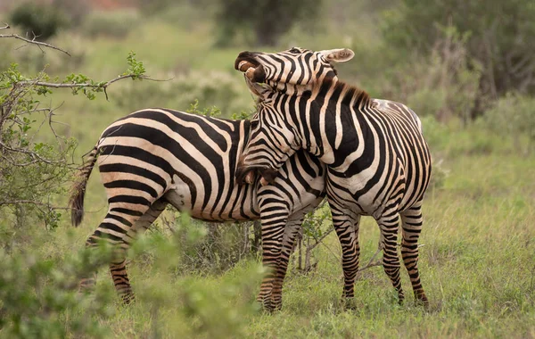 Lutte Contre Les Zèbres Dans Parc National Masai Mara Kenya — Photo