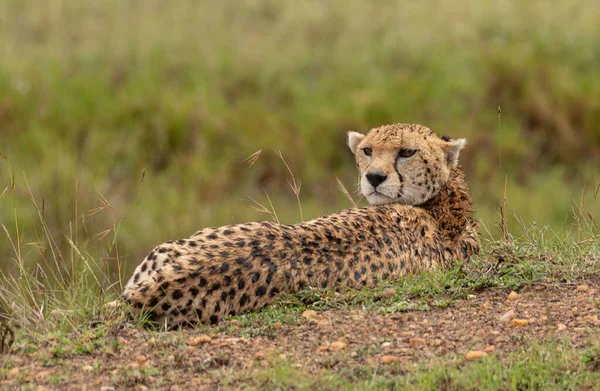 Леопард Кустах Восточный Национальный Парк Цаво Кения — стоковое фото