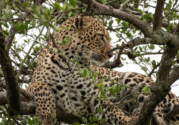 Leopárd Hűtés Masai Mara Nemzeti Parkban Kenyában — Stock Fotó