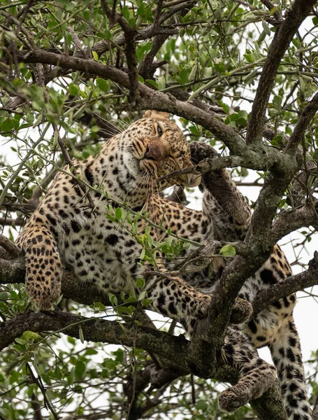 Leoparden Chillen Auf Dem Baum Masai Mara Nationalpark Kenia — Stockfoto