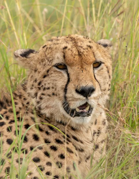 Guépard Sauvage Mignon Refroidissant Dans Herbe Dans Réserve Nationale Masai — Photo