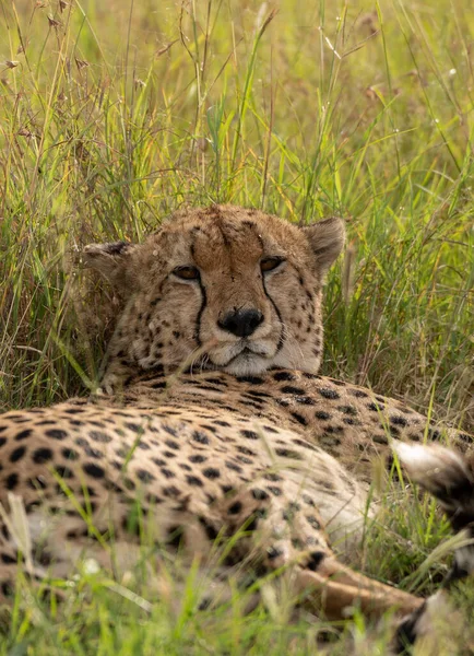 Dziki Gepard Schładzający Się Trawie Rezerwacie Narodowym Masai Mara Kenia — Zdjęcie stockowe