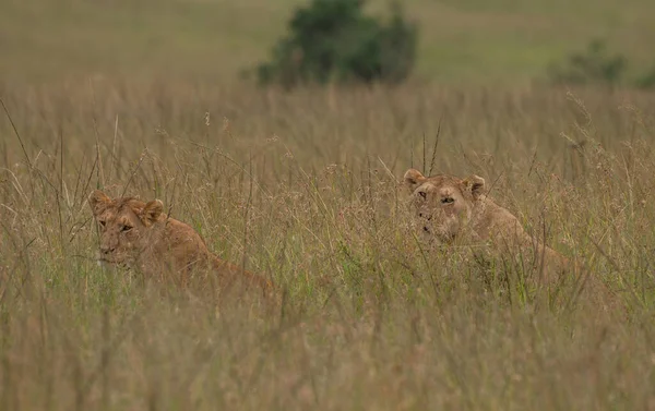 Due Leonesse Nell Erba Nel Parco Nazionale Masai Mara — Foto Stock