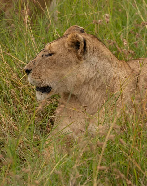 Лицо Львицы Траве Национальном Парке Масаи Мара Кения — стоковое фото