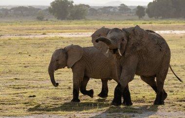 Afrika filleri Amboseli Ulusal Parkı, Kenya 'da gün doğumunda akın ediyor