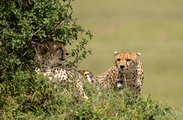 Vadonatúj Gepárdok Masai Mara Nemzeti Rezervátumban Kenyában — Stock Fotó