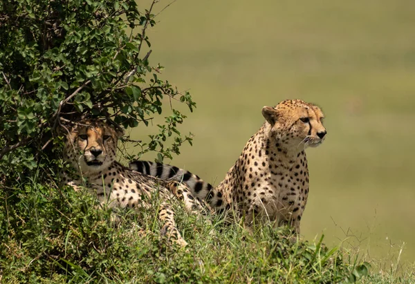 Wild Simpatici Ghepardi Agghiaccianti Nell Erba Nella Masai Mara National — Foto Stock