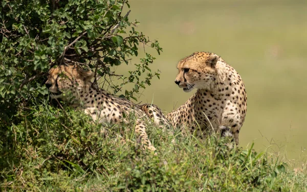 Wild Simpatici Ghepardi Agghiaccianti Nell Erba Nella Masai Mara National — Foto Stock