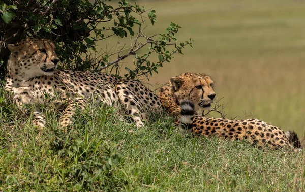 Vilda Söta Geparder Kylning Gräset Masai Mara National Reserve Kenya — Stockfoto
