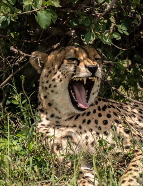 Wild Cute Cheetah Chilling Grass Masai Mara National Reserve Kenya — Φωτογραφία Αρχείου