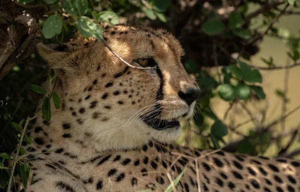 Guépard Sauvage Mignon Refroidissant Dans Herbe Dans Réserve Nationale Masai — Photo