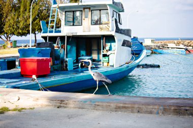 Leylek sahildeki iskelede yürüyor.