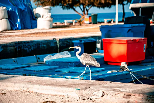 Stork Walking Pier Seaside — Foto de Stock