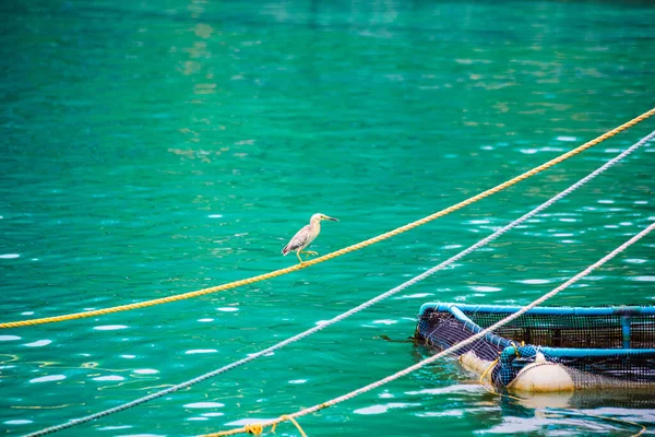 马尔代夫古尔希岛上的马尔代夫鲱鱼在绳索上行走 — 图库照片