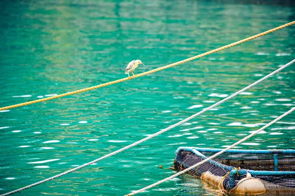 Maledivenreiher Auf Dem Seil Auf Der Insel Gulhi Malediven — Stockfoto