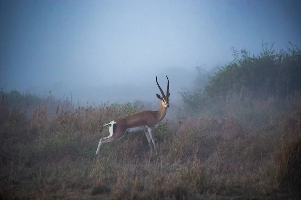 非洲Antelope Impala Masai Mara国家公园 多雾的草原上的Impala — 图库照片