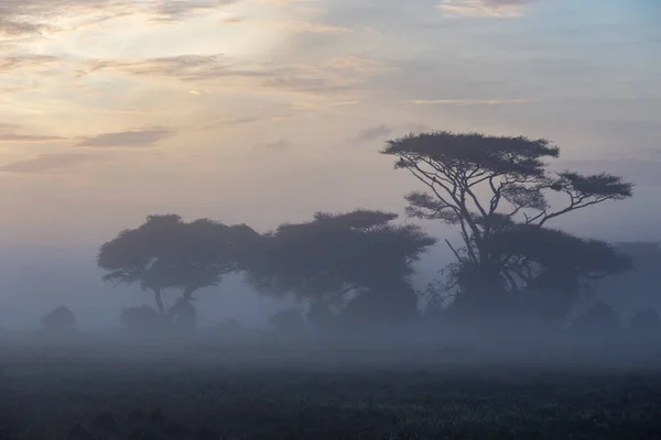 早朝キリマンジャロ山の景色 Amboseli国立公園 アンボゼリ国立公園の日の出 — ストック写真