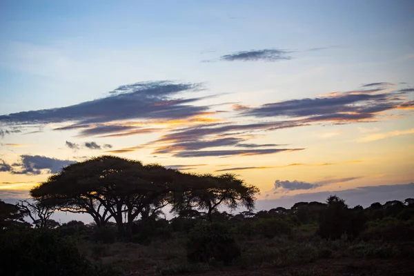 Tidig Morgon Kilimanjaro Mountain View Amboseli National Park Soluppgång Amboselis — Stockfoto