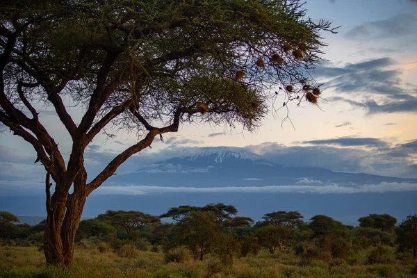Frühen Morgen Blick Auf Den Kilimandscharo Amboseli Nationalpark Sonnenaufgang Amboseli — Stockfoto