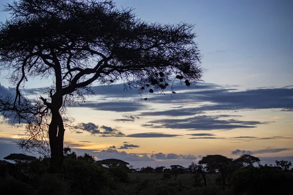 Kilimanjaro Dağı Manzaralı Amboseli Milli Parkı Amboseli Milli Parkı Nda — Stok fotoğraf