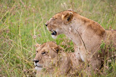 Masai Mara Milli Parkı 'nda çimlerde iki dişi aslan.
