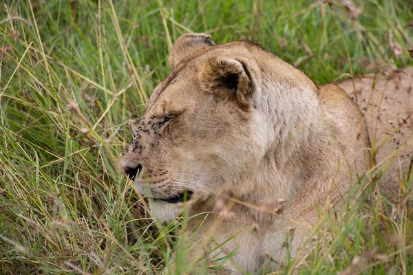 Лицо Львицы Траве Национальном Парке Масаи Мара Кения — стоковое фото