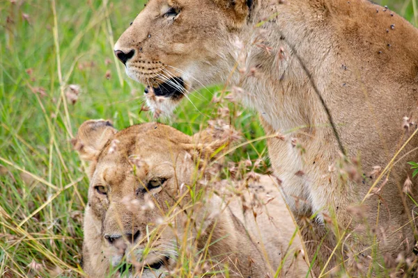 Dos Leonas Césped Parque Nacional Masai Mara —  Fotos de Stock