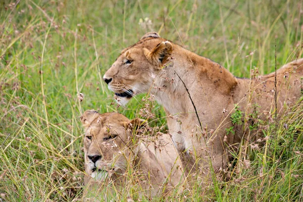 Duas Leoas Grama Parque Nacional Masai Mara — Fotografia de Stock