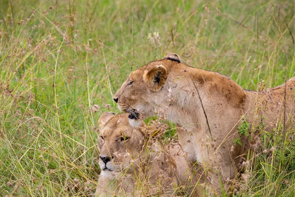 Due Leonesse Nell Erba Nel Parco Nazionale Masai Mara — Foto Stock