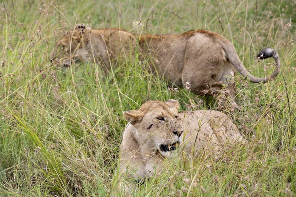 Dos Leonas Césped Parque Nacional Masai Mara —  Fotos de Stock