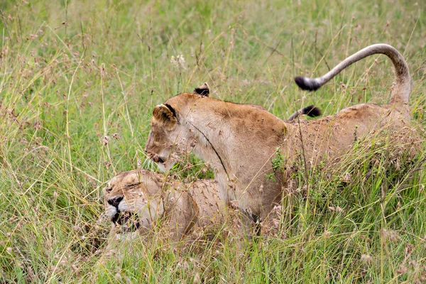 Dos Leonas Césped Parque Nacional Masai Mara —  Fotos de Stock