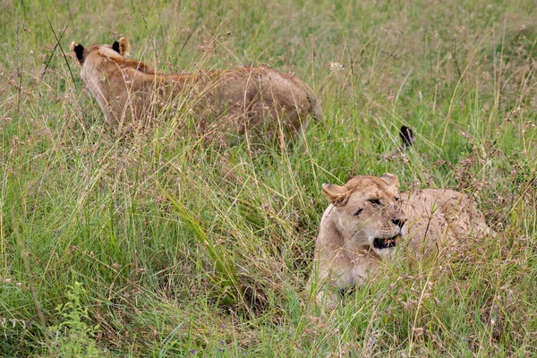 Dos Leonas Césped Parque Nacional Masai Mara —  Fotos de Stock