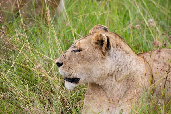 Cara Leona Césped Parque Nacional Masai Mara Kenia —  Fotos de Stock