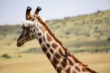 Kenya 'daki Masai Mara Ulusal Rezervi' nde zürafa başı.