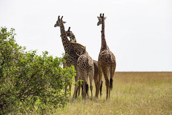 Giraffen Kudde Masai Mara National Park Kenia — Stockfoto