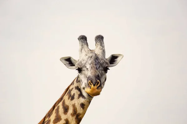 Tête Girafe Près Masai Mara National Reserve Kenya — Photo