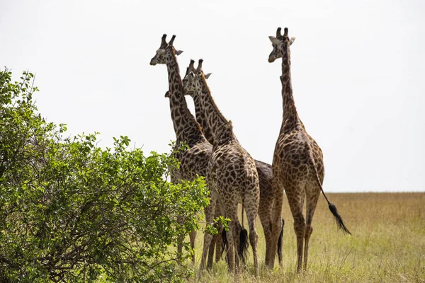 Giraffen Kudde Masai Mara National Park Kenia — Stockfoto