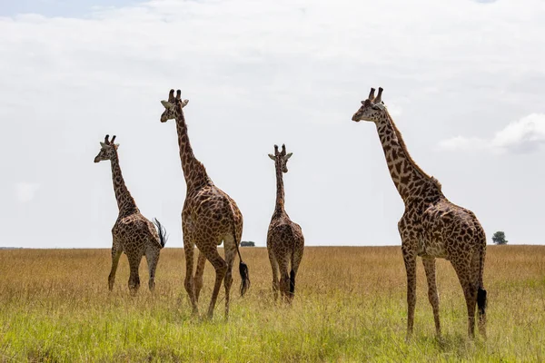 Giraffen Kudde Masai Mara National Park Kenia — Stockfoto