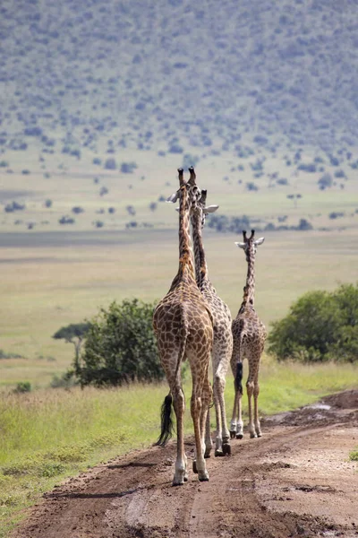 Giraffen Kudde Masai Mara National Park Kenia — Stockfoto