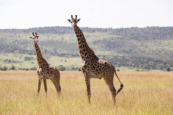 Giraffes herd in Masai Mara National Park, Kenya