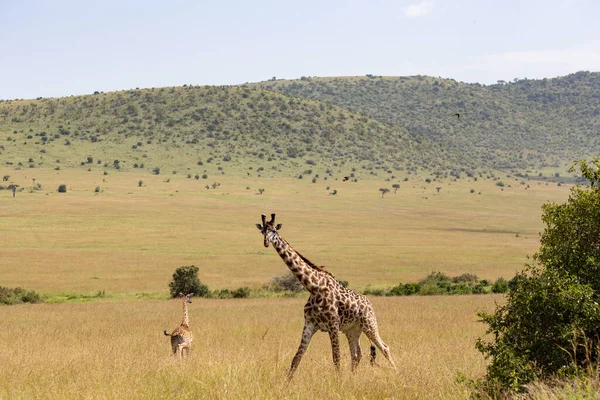 Giraffe Masai Giramara National Park Kenia — Stockfoto