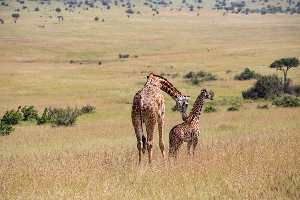 Volwassen Giraffe Met Baby Masai Mara National Park Kenia — Stockfoto